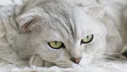 开云app-利雅得胜利全队祝贺马内夺非洲杯，C罗亲自给他切蛋糕